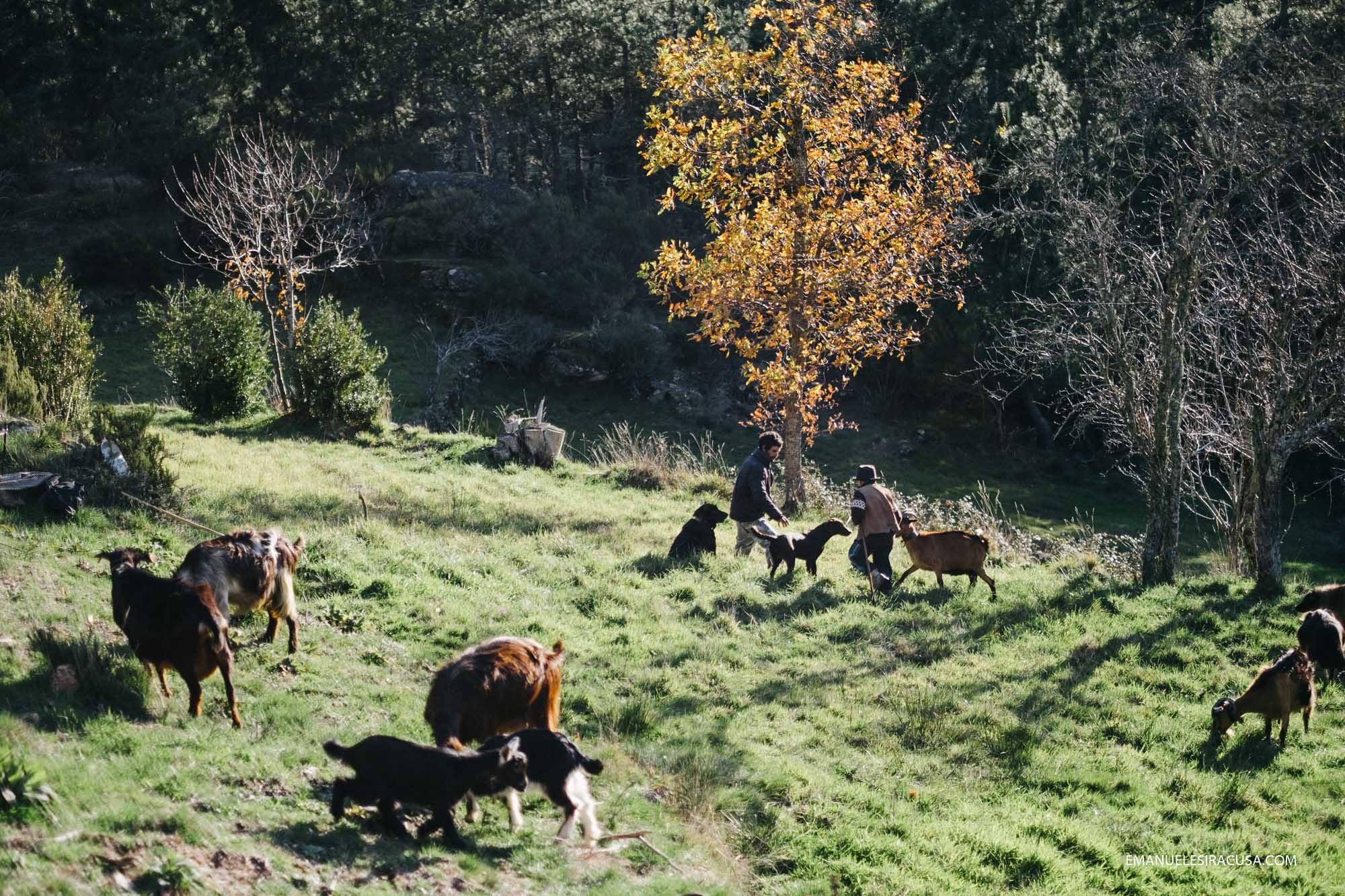 Miguel and little Dinis at work herding their goats